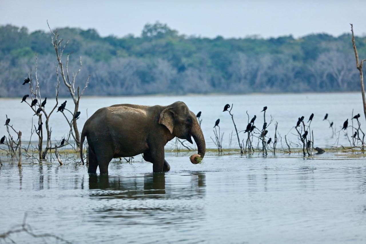 Отель Wilpattu Corridor Leisure Экстерьер фото
